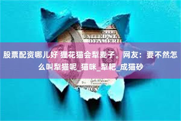 股票配资哪儿好 狸花猫会犁麦子。网友：要不然怎么叫犁猫呢_猫咪_犁耙_成猫砂
